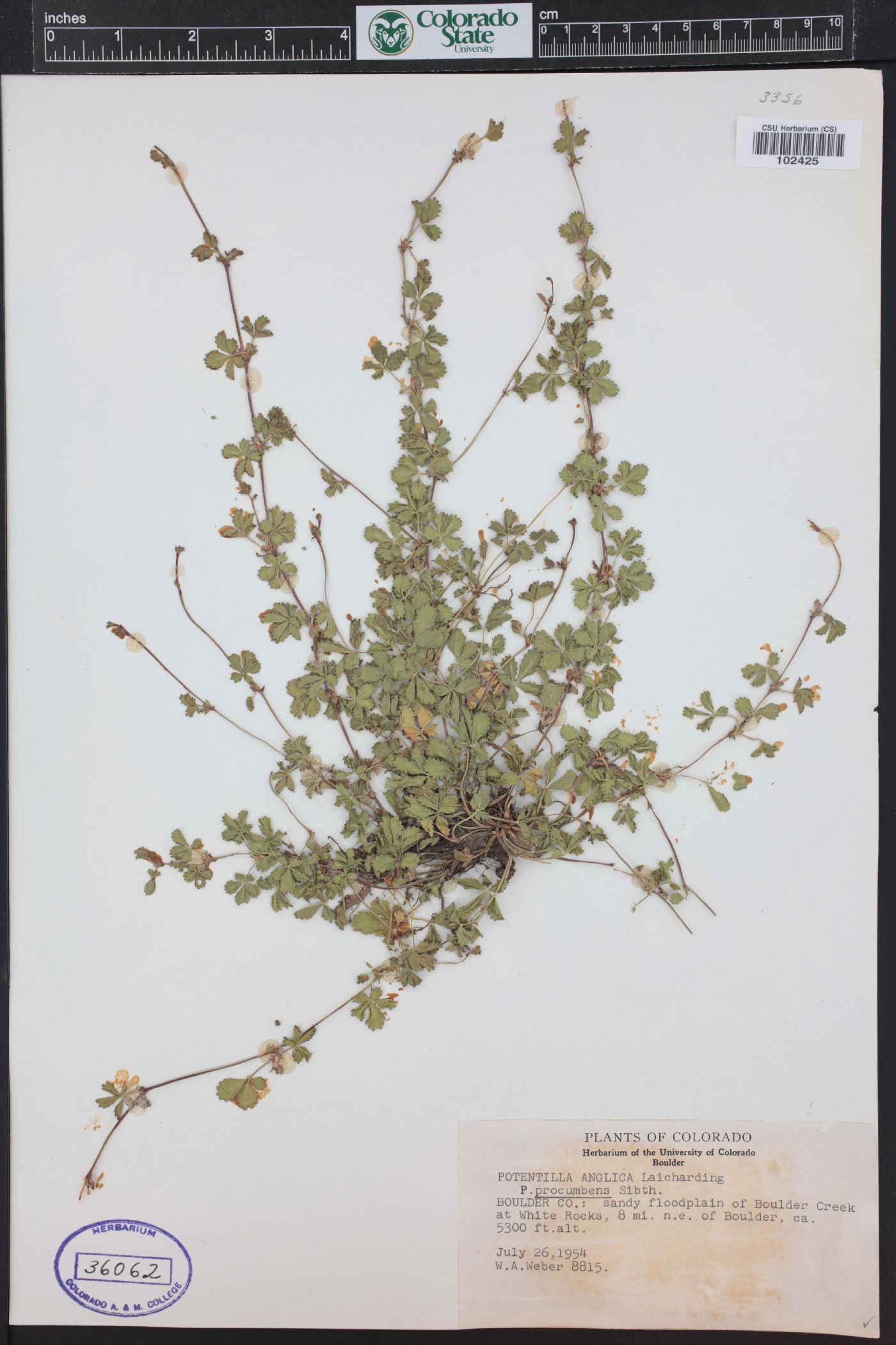 Potentilla anglica image