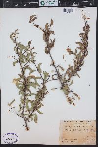 Prunus angustifolia image