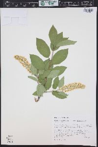 Prunus virginiana var. demissa image