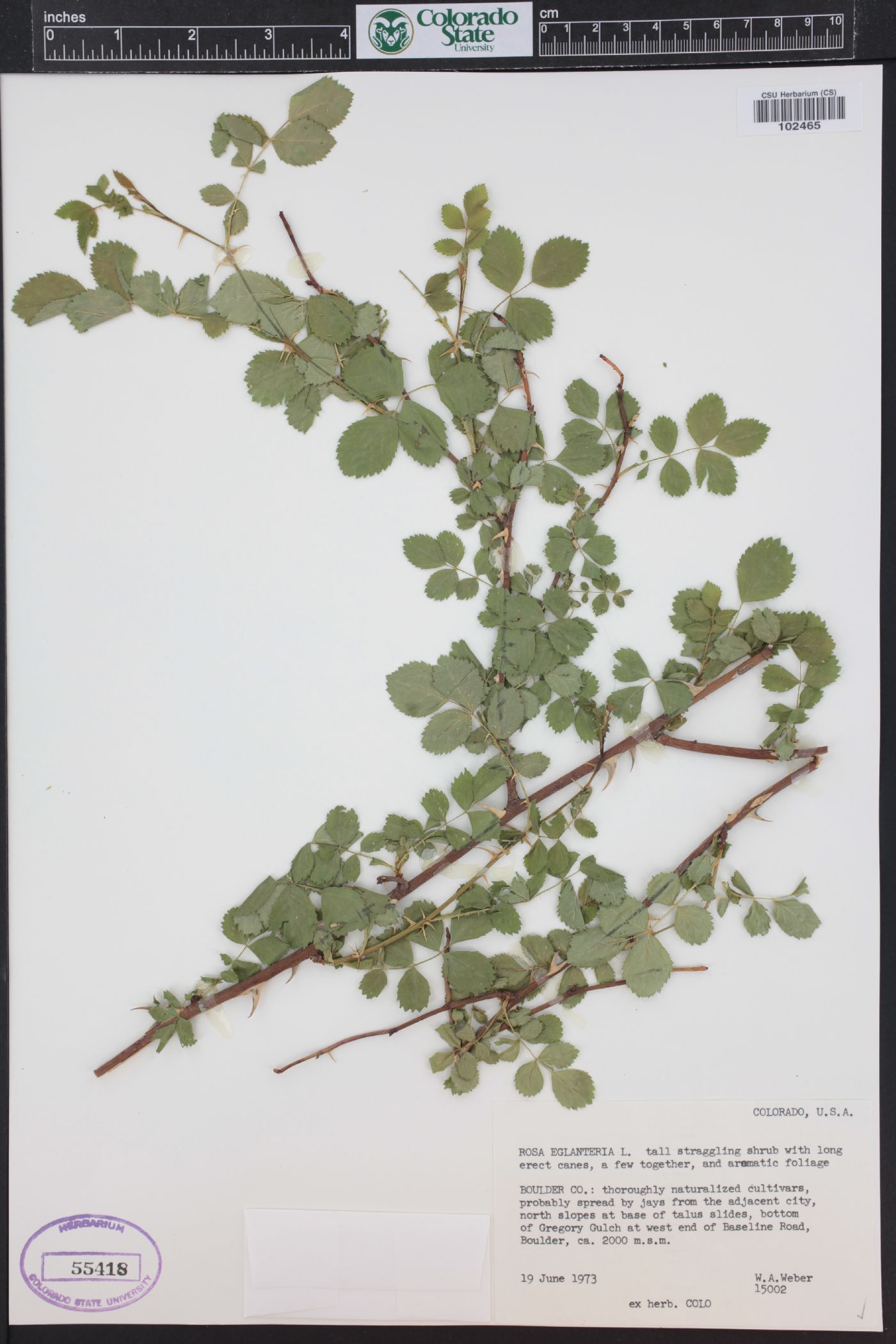 Rosa rubiginosa var. rubiginosa image