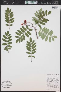 Sorbus aucuparia image