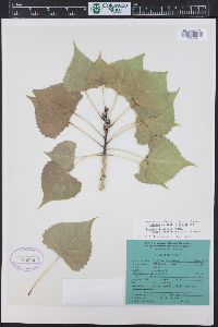 Populus deltoides subsp. monilifera image