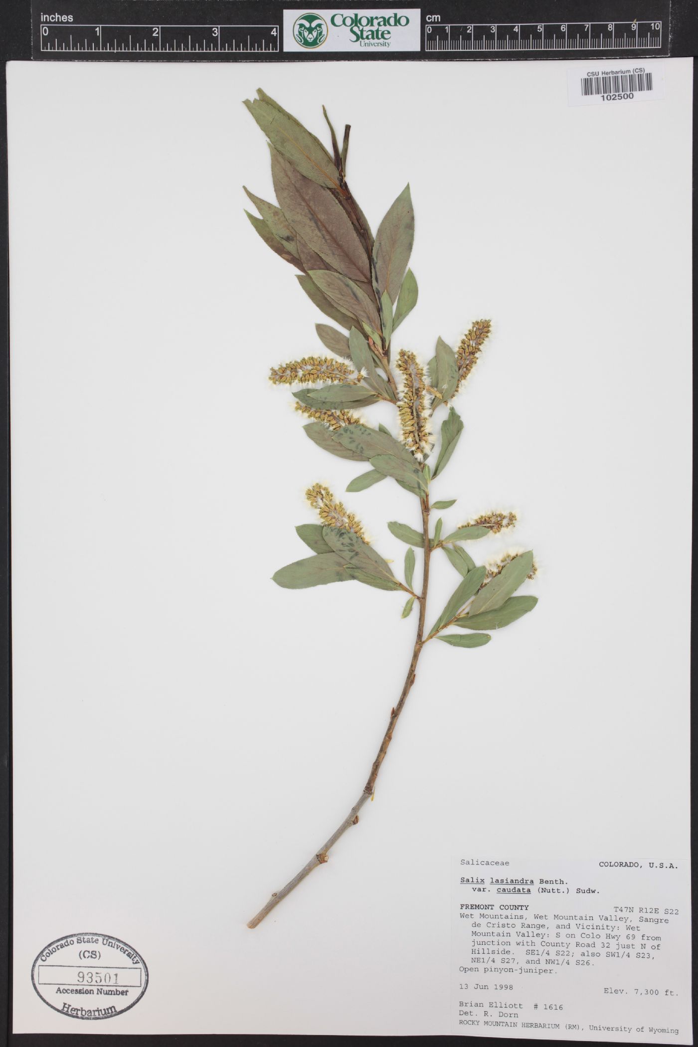Salix lasiandra var. caudata image