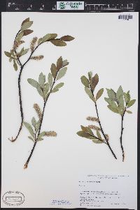 Salix planifolia image