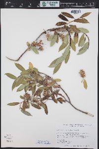 Salix serissima image