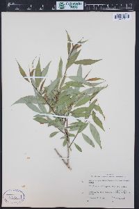 Salix amygdaloides image