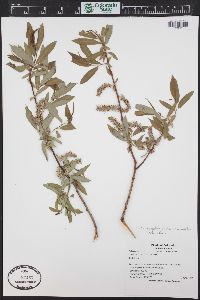 Salix ligulifolia image