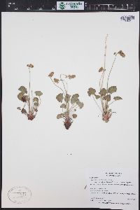 Heuchera parvifolia image