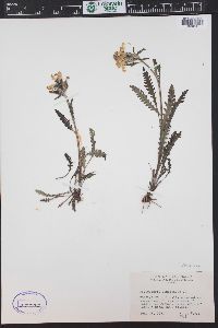 Pedicularis canadensis subsp. fluviatilis image