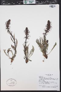 Pedicularis groenlandica image