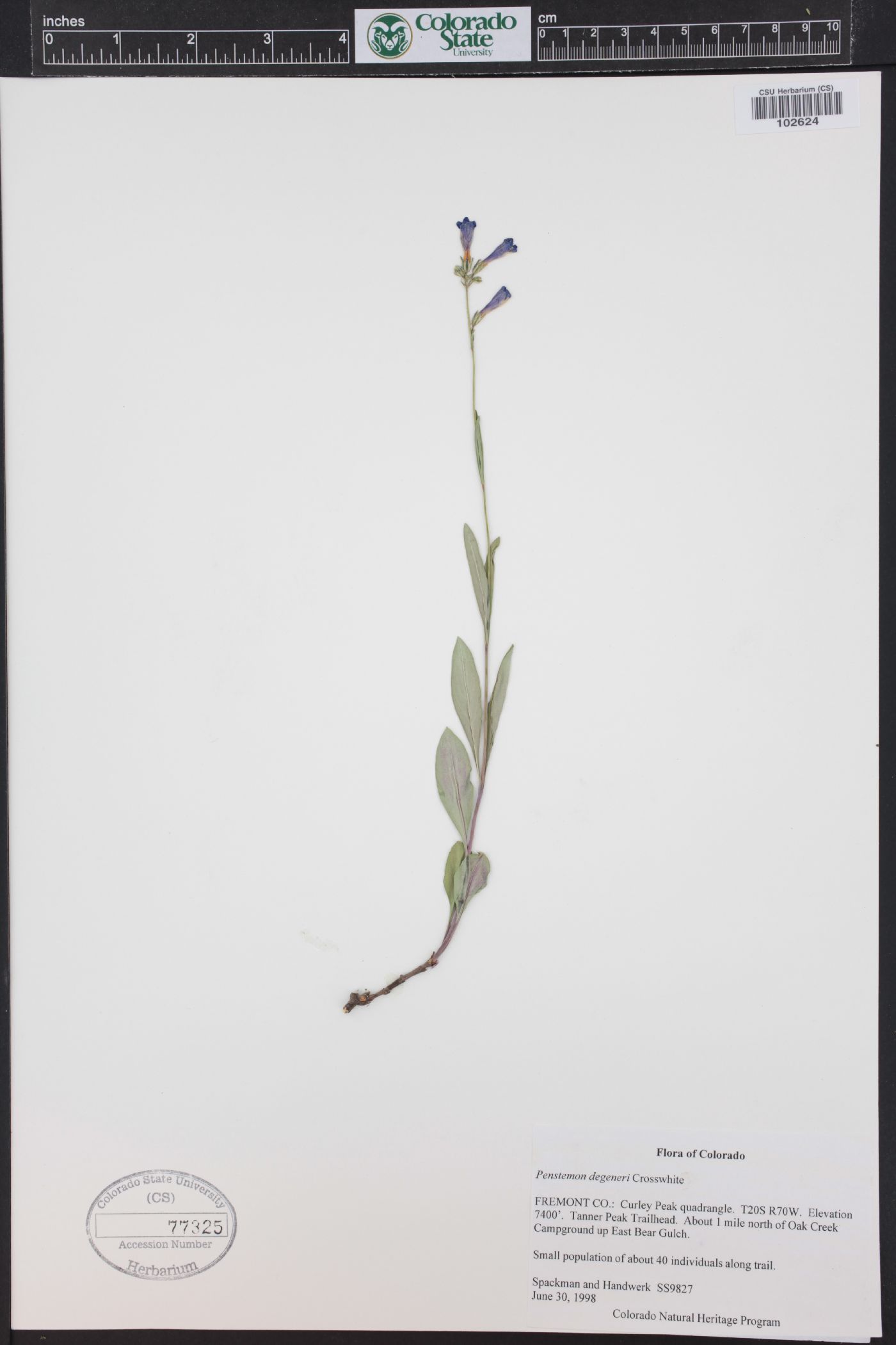 Penstemon degeneri image