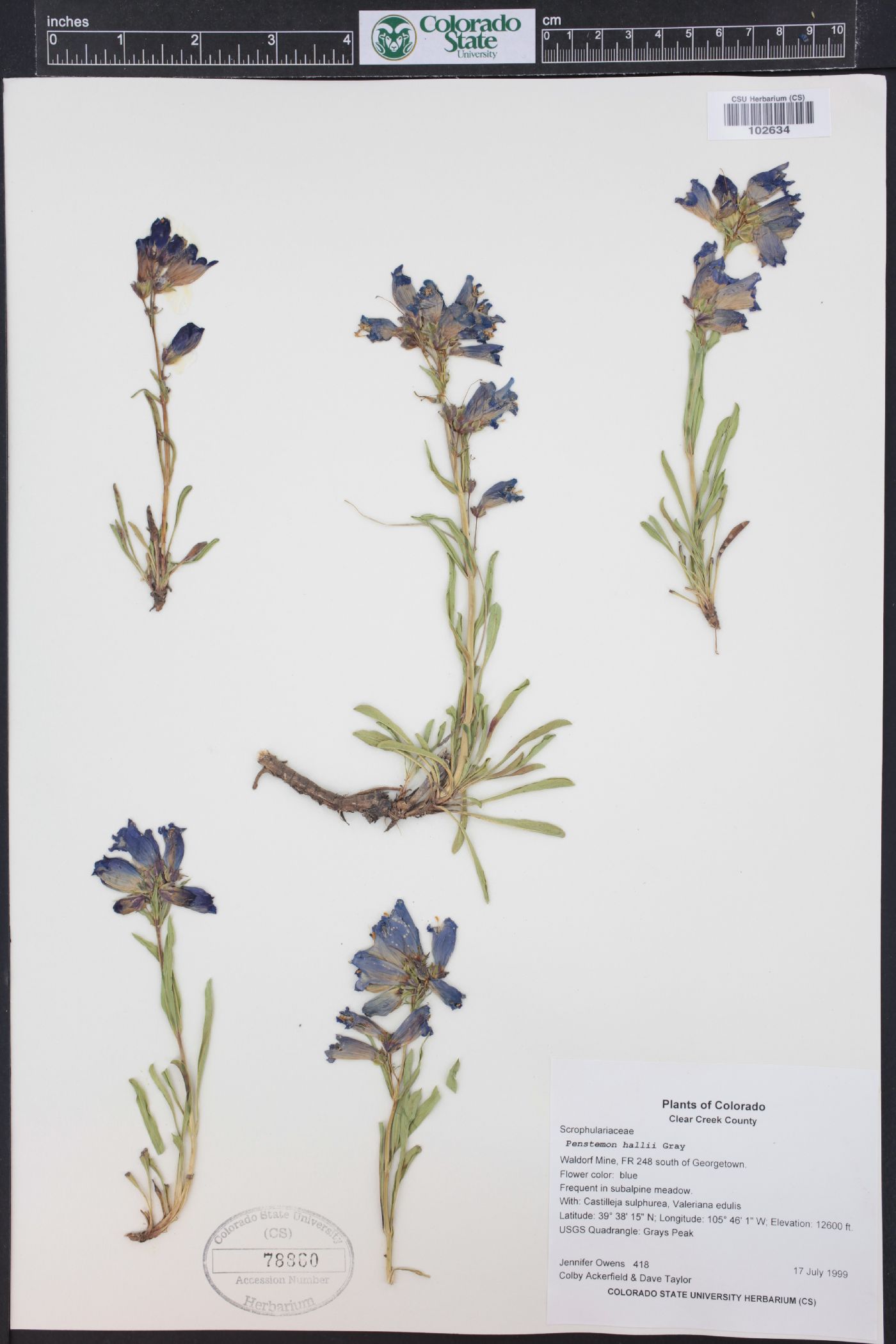 Penstemon hallii image