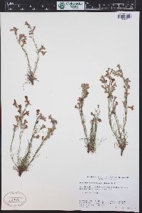 Penstemon laricifolius image