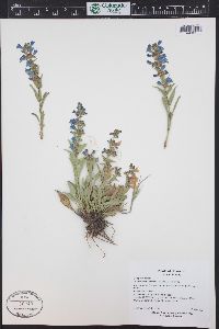 Penstemon virens image