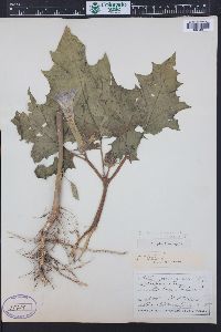 Datura stramonium image