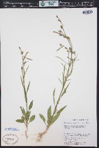 Nicotiana attenuata image