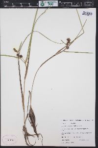 Sparganium angustifolium image