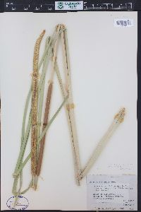 Typha domingensis image