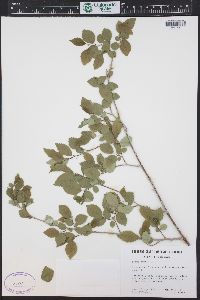 Ulmus pumila image