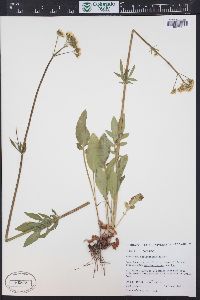 Valeriana occidentalis image