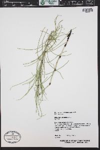 Equisetum pratense image