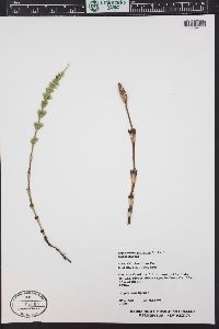 Equisetum pratense image