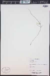 Equisetum pratense image