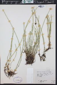 Equisetum variegatum image