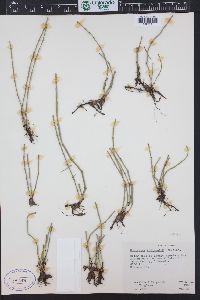 Equisetum variegatum image