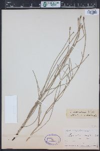 Equisetum ramosissimum image