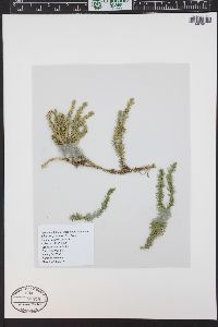 Lycopodium annotinum image