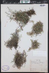 Selaginella mutica image