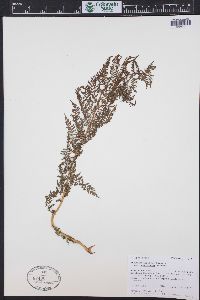 Athyrium alpestre image