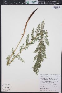 Athyrium alpestre image