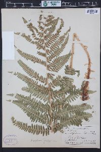 Dryopteris filix-mas image