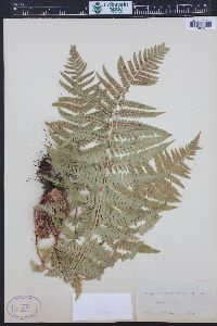 Dryopteris filix-mas image