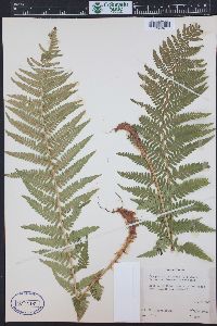 Dryopteris filix-mas image