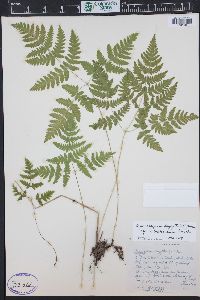 Gymnocarpium dryopteris image