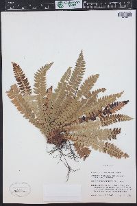 Polystichum lonchitis image