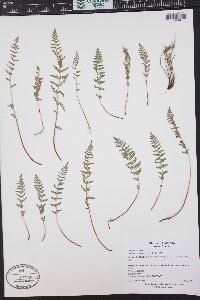 Woodsia scopulina image