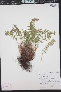 Woodsia scopulina image