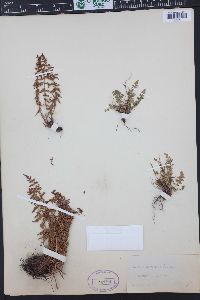 Woodsia scopulina image