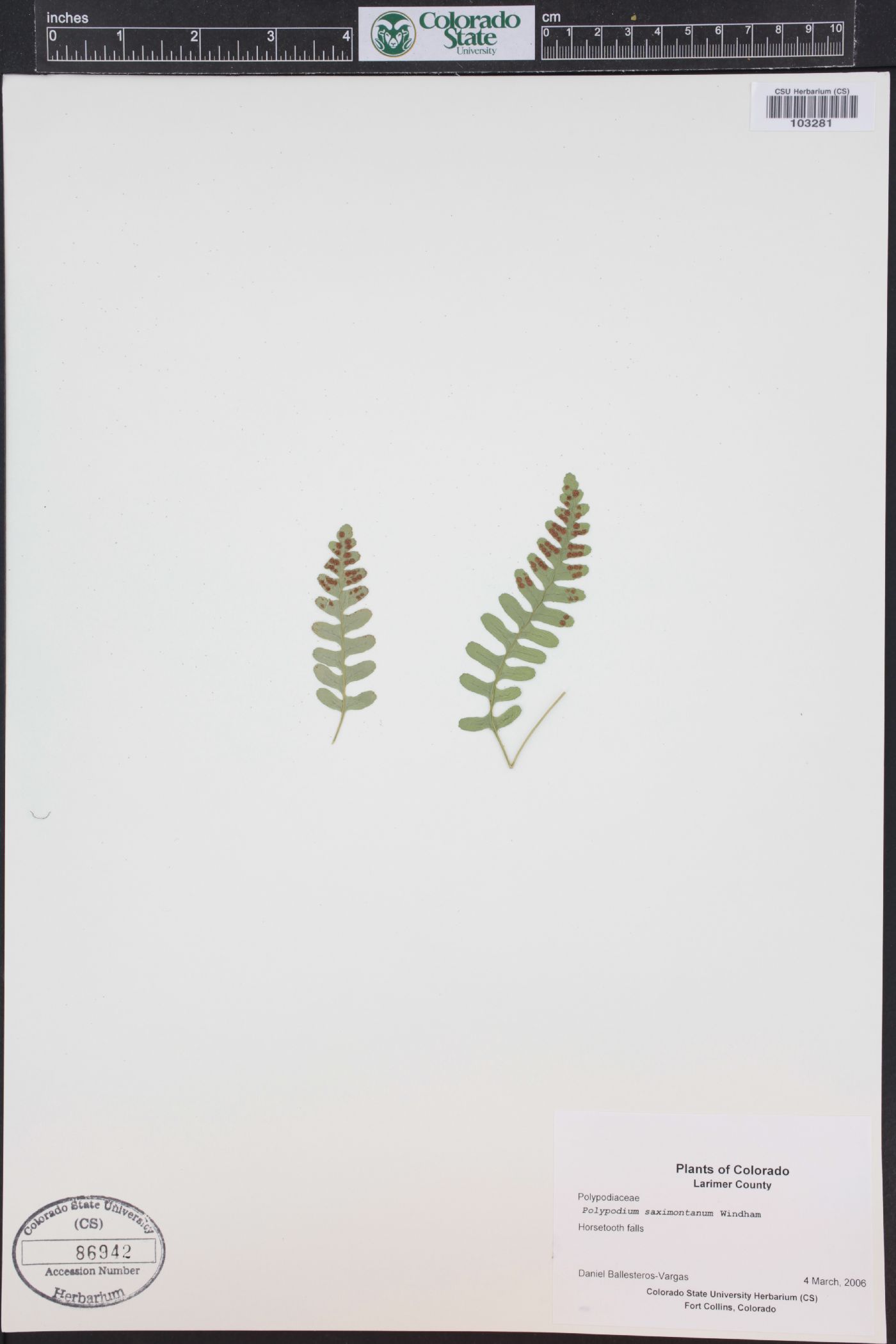 Polypodium saximontanum image