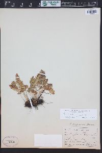 Polypodium saximontanum image