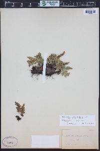 Polypodium saximontanum image