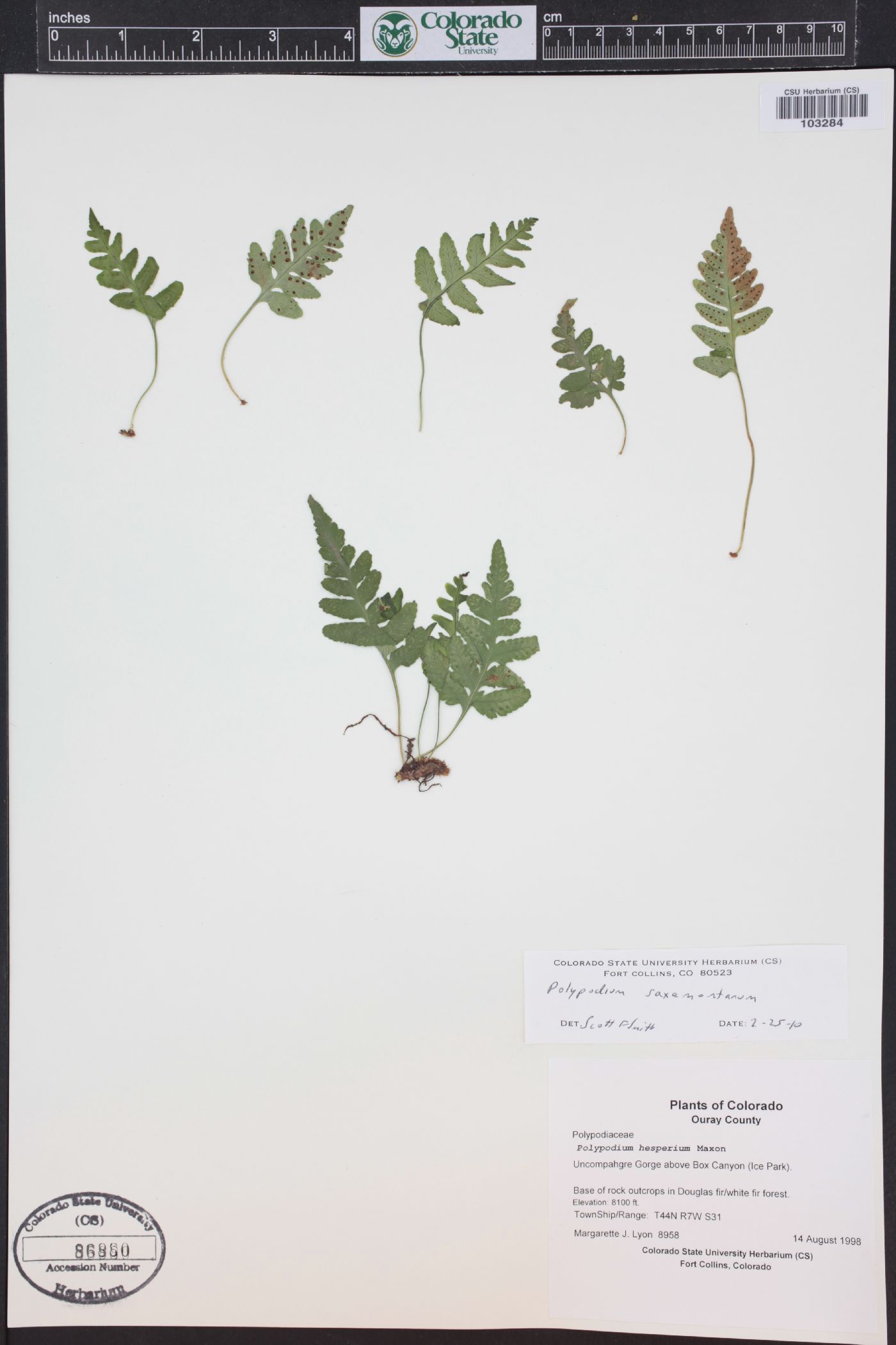 Polypodium saximontanum image