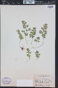 Adiantum capillus-veneris image