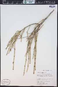 Ephedra viridis image