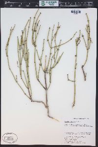 Ephedra viridis image