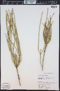 Ephedra viridis image